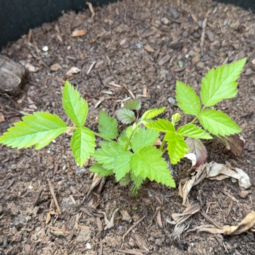Photo of the plant species California Blackberry by @MajesticCowbane named Hamilton on Greg, the plant care app