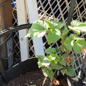 Photo of the plant species Tayberry by @MajesticCowbane named Taylor Swift on Greg, the plant care app