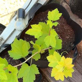 Photo of the plant species Red Currant by @MajesticCowbane named Scarlett on Greg, the plant care app