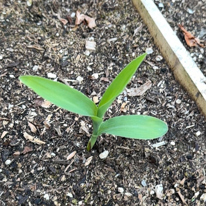 Photo of the plant species Corn by @MajesticCowbane named Plato on Greg, the plant care app