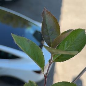 Photo of the plant species Black Chokeberry by @MajesticCowbane named da Vinci on Greg, the plant care app