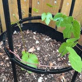 Photo of the plant species Wine Grape by @MajesticCowbane named Rihanna on Greg, the plant care app