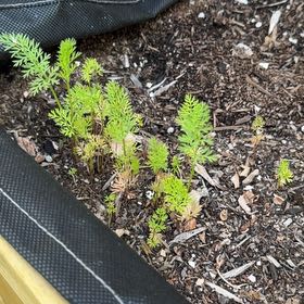 Photo of the plant species Wild Carrot by @MajesticCowbane named Kardashian on Greg, the plant care app