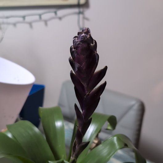 Photo of the plant species Vriesea by @GreenBaeInMN named Sherlock on Greg, the plant care app