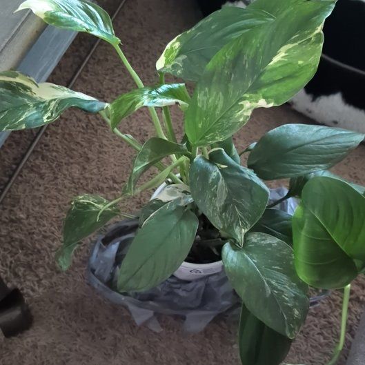 Photo of the plant species Monstera lechleriana 'Variegata' by @GreenBaeInMN named Xena on Greg, the plant care app