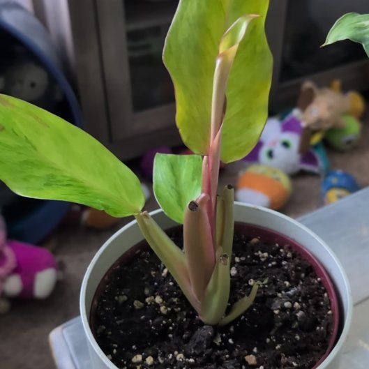 Photo of the plant species Philodendron orange Marmalade by @GreenBaeInMN named Ornate on Greg, the plant care app