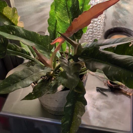Photo of the plant species Prismacolor Golden Girl Philodendron by @GreenBaeInMN named Willow on Greg, the plant care app