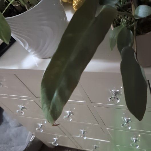 Photo of the plant species Philodendron atabapoense by @GreenBaeInMN named Delilah on Greg, the plant care app