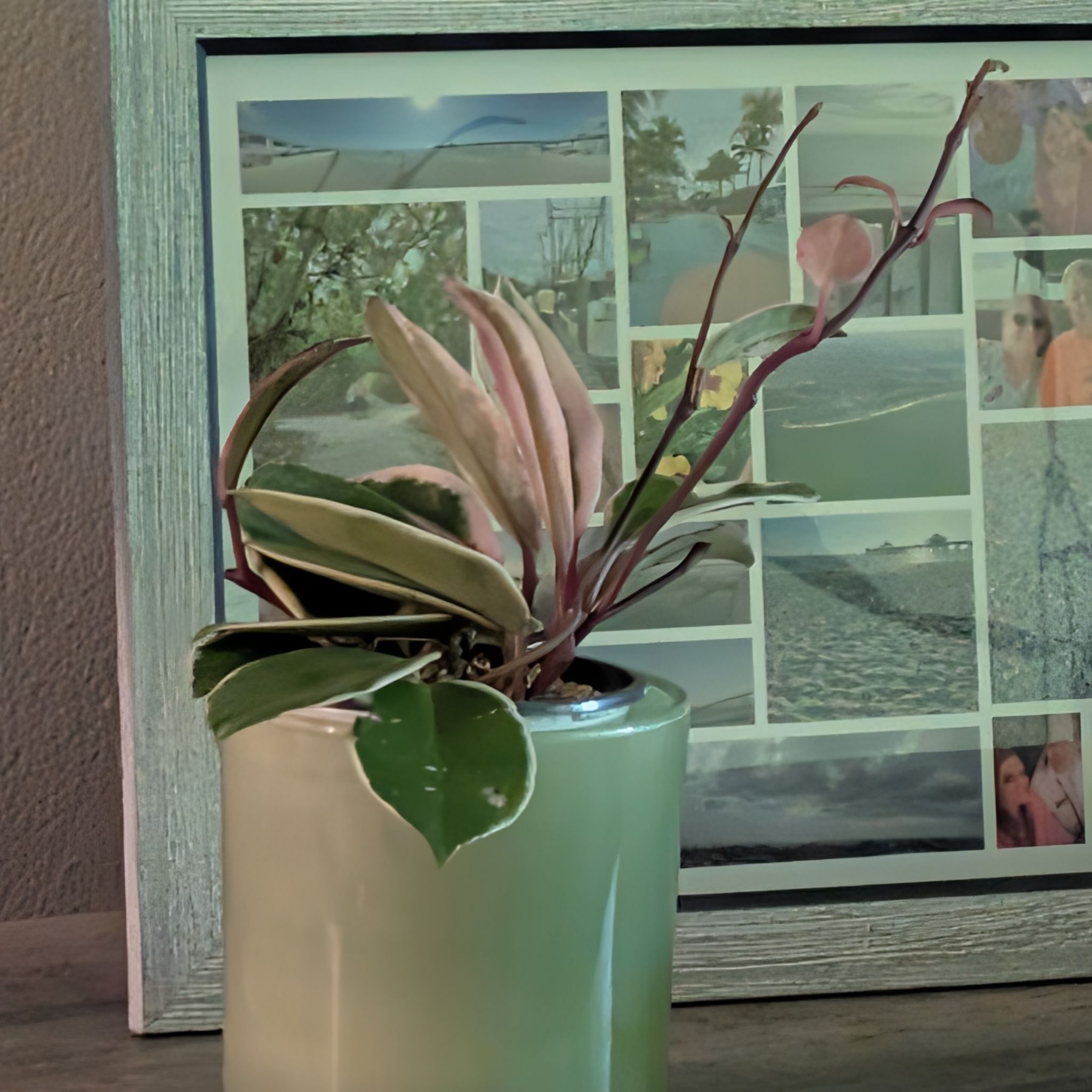 Photo of the plant species Hoya 'Shining Sea Star' by @GreenBaeInMN named Pinky on Greg, the plant care app