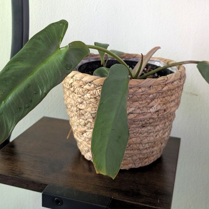 Photo of the plant species Philodendron atabapoense by @GreenBaeInMN named Delilah on Greg, the plant care app