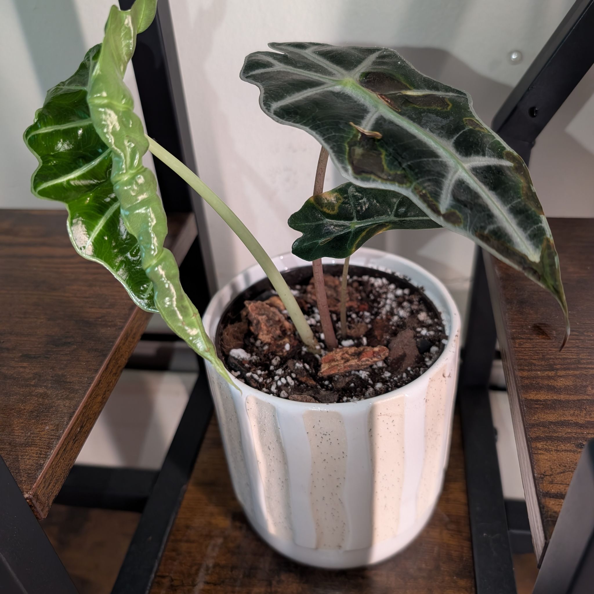 Photo of the plant species Alocasia 'Bambino' by @GreenBaeInMN named Zippy on Greg, the plant care app