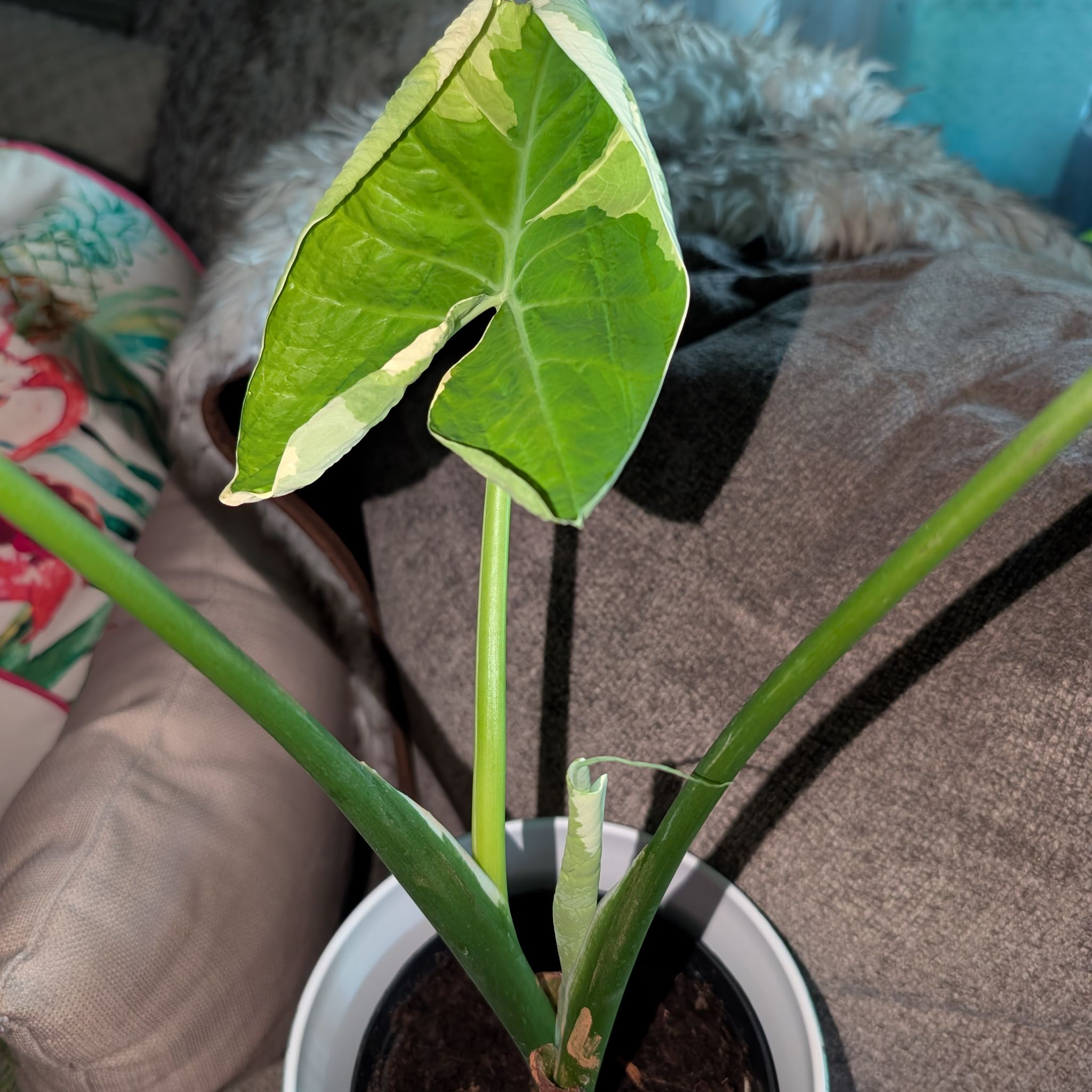Photo of the plant species Mickey Mouse Alocasia by @GreenBaeInMN named Mickey on Greg, the plant care app