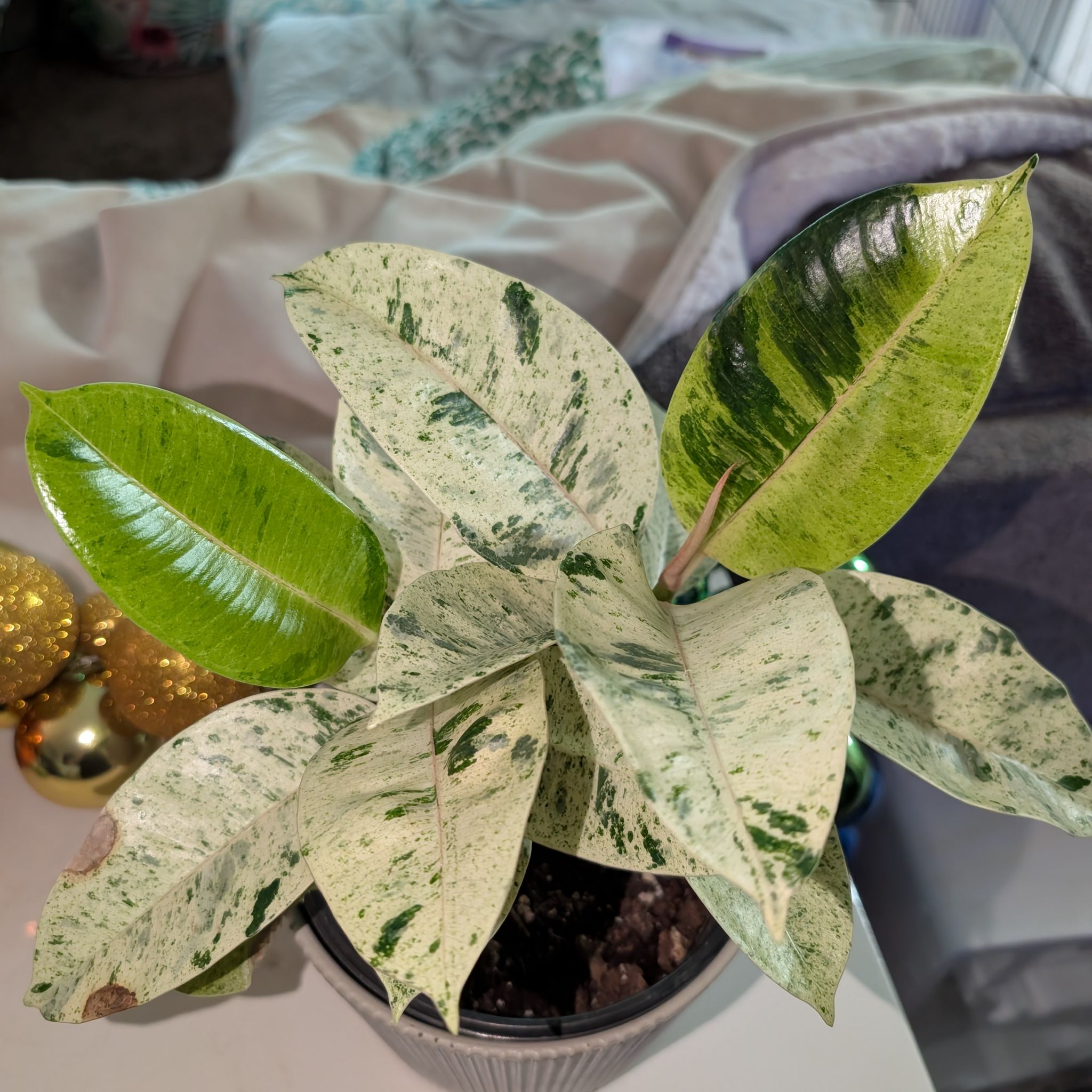 Photo of the plant species Ficus Moonshine by @GreenBaeInMN named Foxxy on Greg, the plant care app