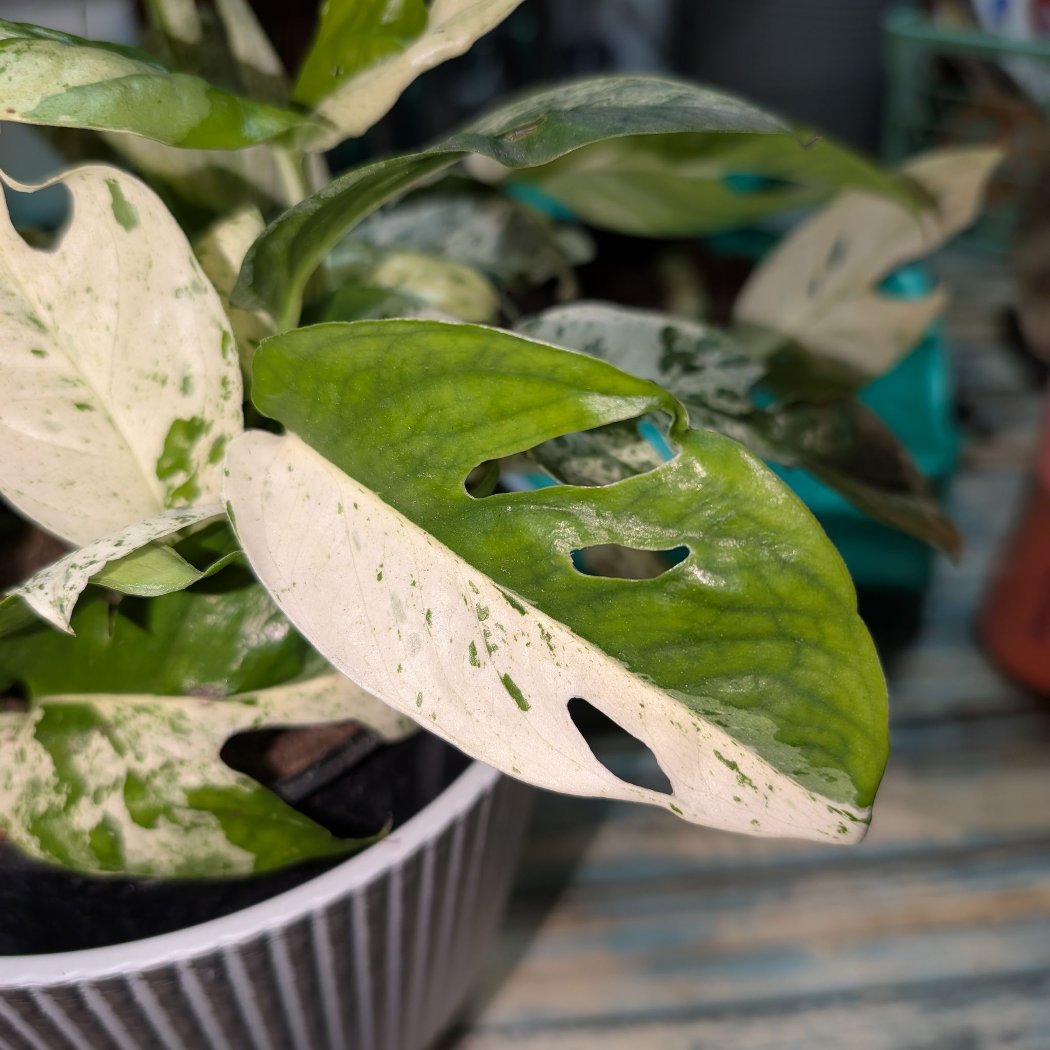 Photo of the plant species Marble Epipremnum Pinnatum by @GreenBaeInMN named Hardy on Greg, the plant care app