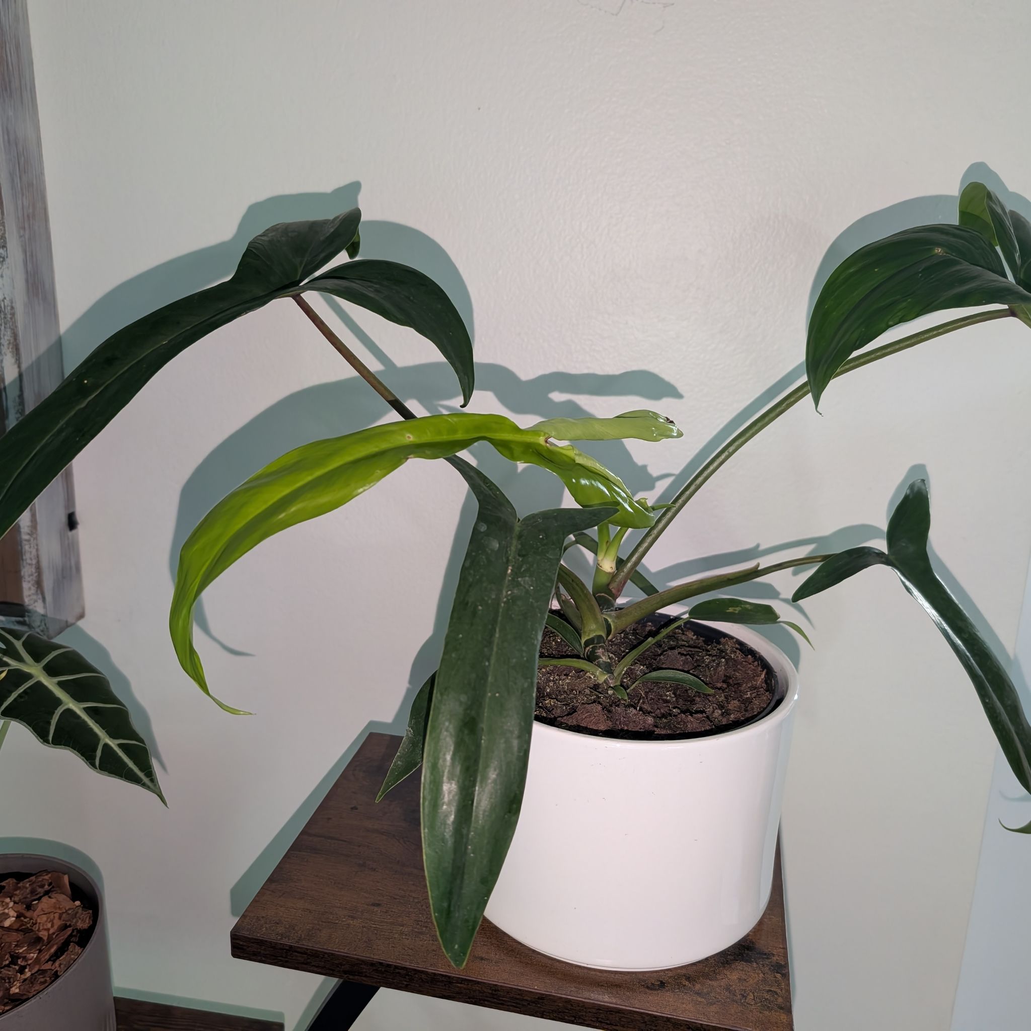 Photo of the plant species Philodendron x joepii by @GreenBaeInMN named Messi on Greg, the plant care app