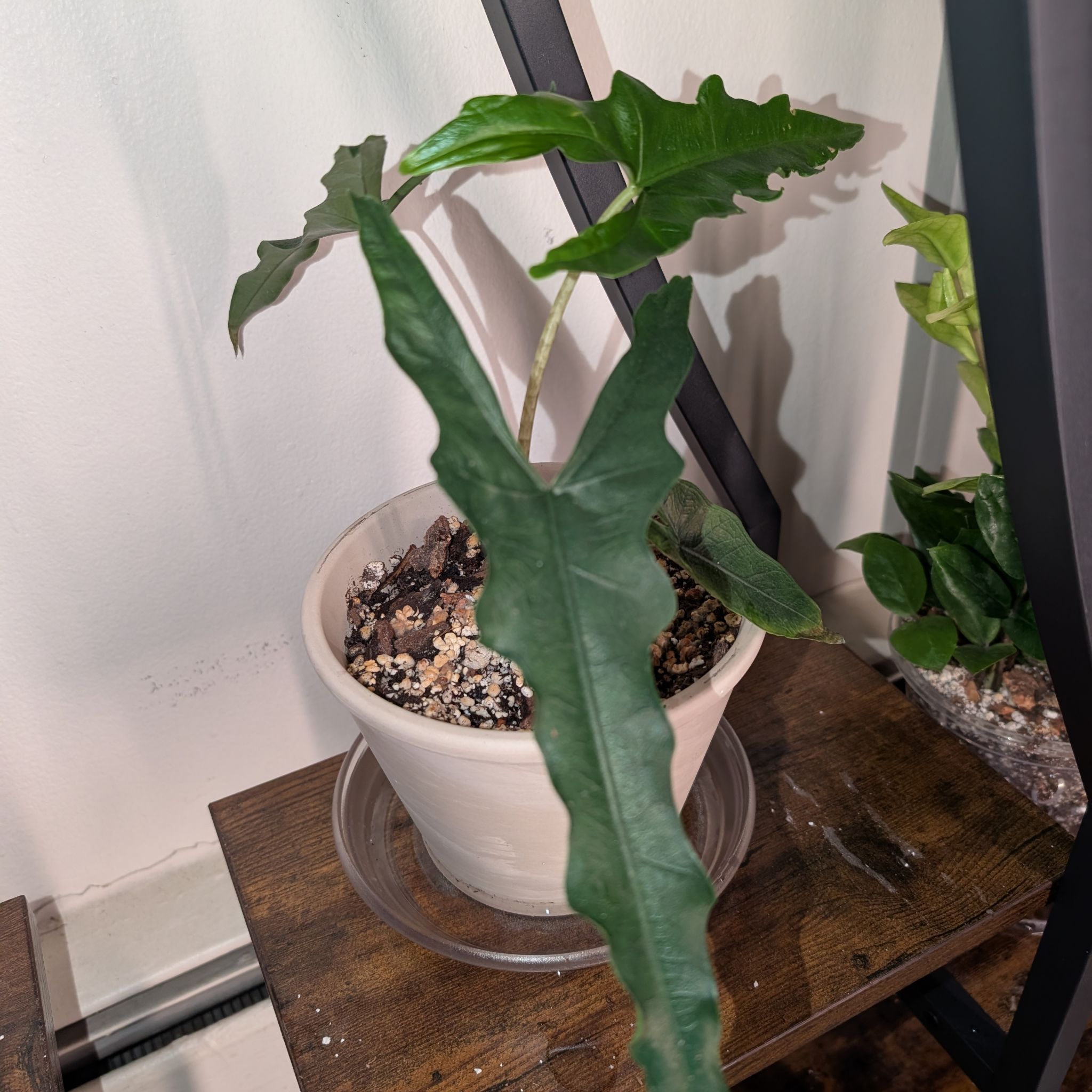 Photo of the plant species Alocasia sabrina by @GreenBaeInMN named Sabrina on Greg, the plant care app