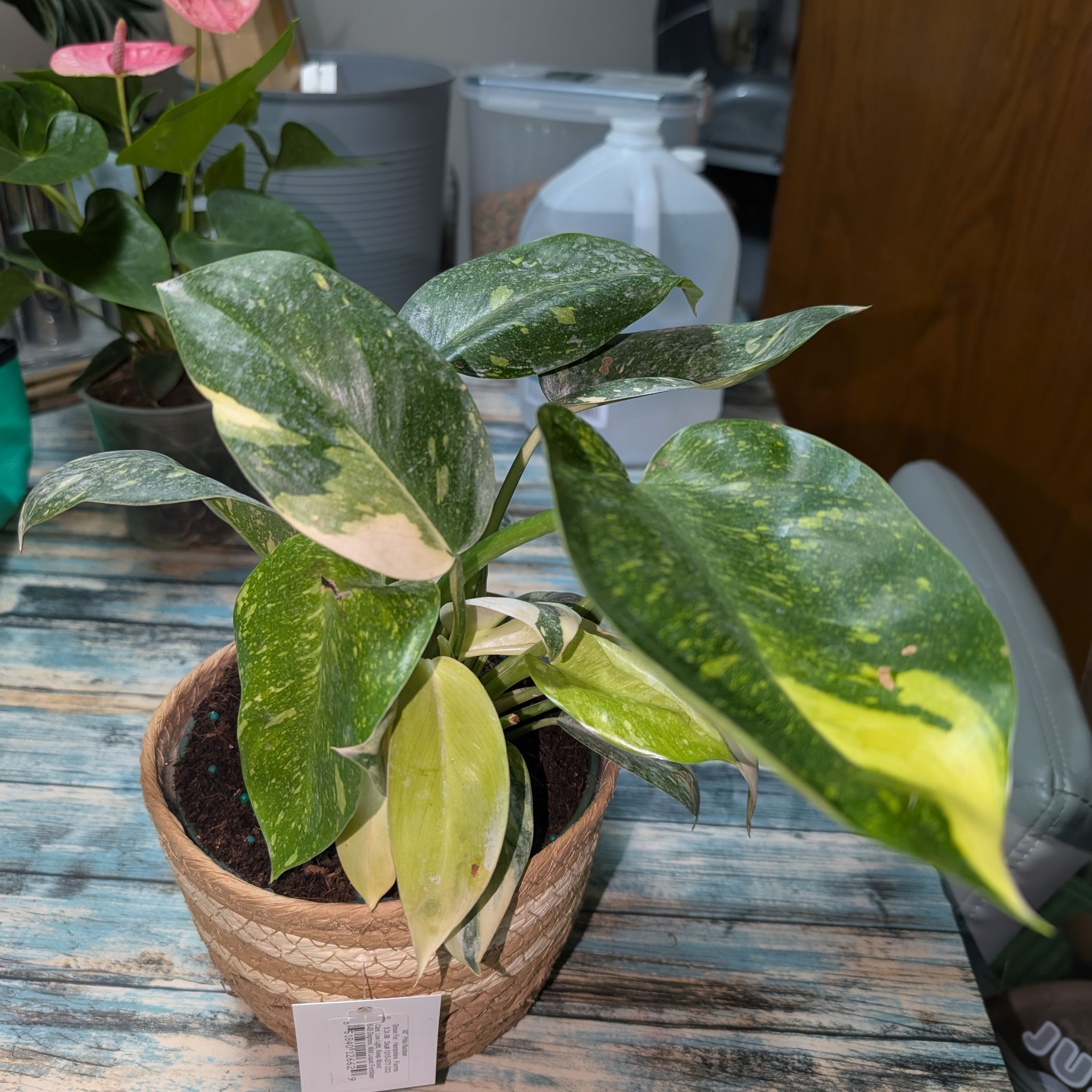 Photo of the plant species Philo Green Congo Nuclear by @GreenBaeInMN named Bomb on Greg, the plant care app