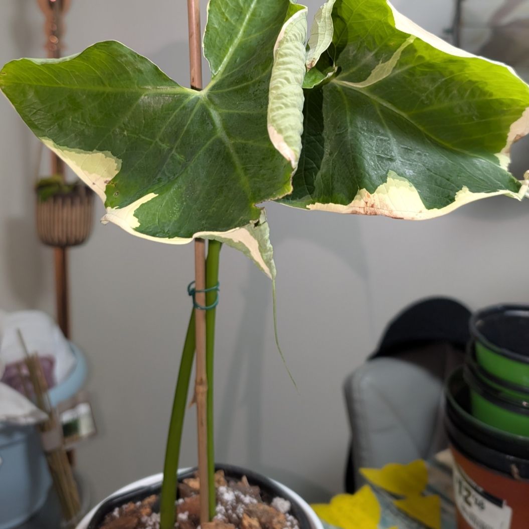 Photo of the plant species Mickey Mouse by @GreenBaeInMN named Minnie Mouse on Greg, the plant care app
