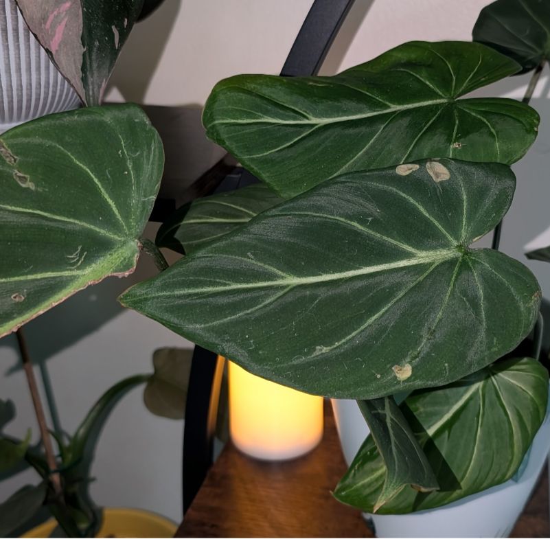 Photo of the plant species Gloriosum Dark Form by @GreenBaeInMN named Glorious on Greg, the plant care app