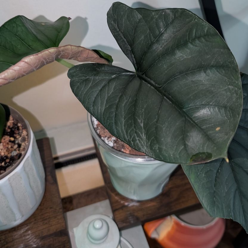 Photo of the plant species Alocasia Reginae by @GreenBaeInMN named ReGina on Greg, the plant care app