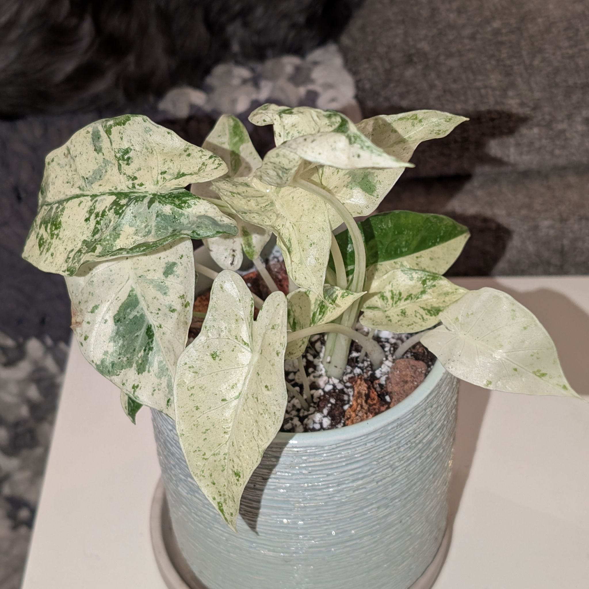 Photo of the plant species Blizzard Elephant Ear by @GreenBaeInMN named Blizzie on Greg, the plant care app