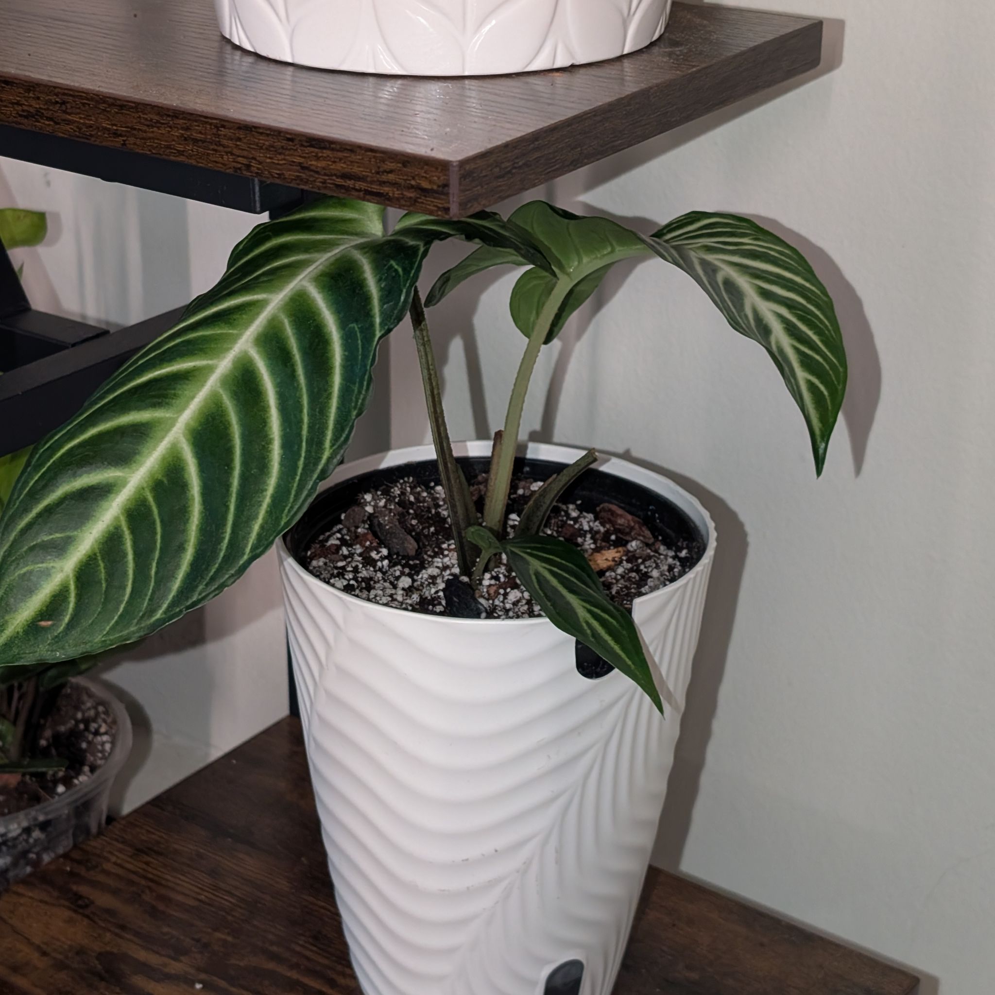 Photo of the plant species Xanthosoma Angel wings by @GreenBaeInMN named Giganta on Greg, the plant care app