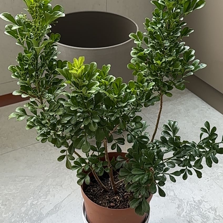 Photo of the plant species Chinese Perfume Plant by @GratifiedOxlip3 named Planty on Greg, the plant care app