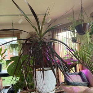 Dragon Tree plant photo by @R_L15748 named Draco 118mL/4oz. on Greg, the plant care app.