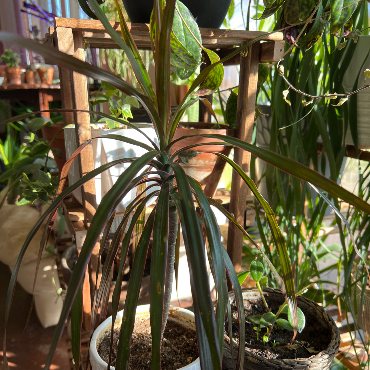 Dragon Tree plant photo by @R_L15748 named Draco 118mL/4oz. on Greg, the plant care app.
