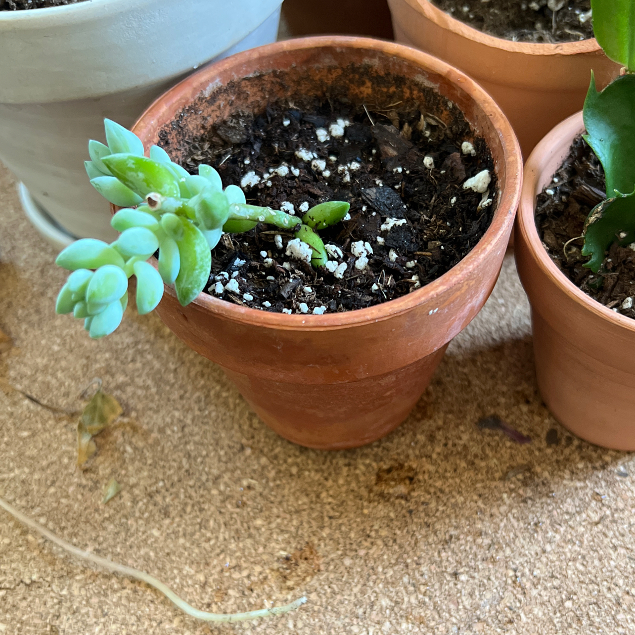 Burro's Tail plant photo by @R_L15748 named Eyore 30mL/1oz. on Greg, the plant care app.
