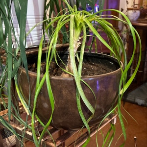Ponytail Palm plant photo by R_l15748 named Pippi 12.7oz. on Greg, the plant care app.