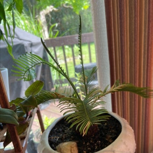 Sago Palm plant photo by @R_L15748 named Sergei 295ml/6oz. on Greg, the plant care app.