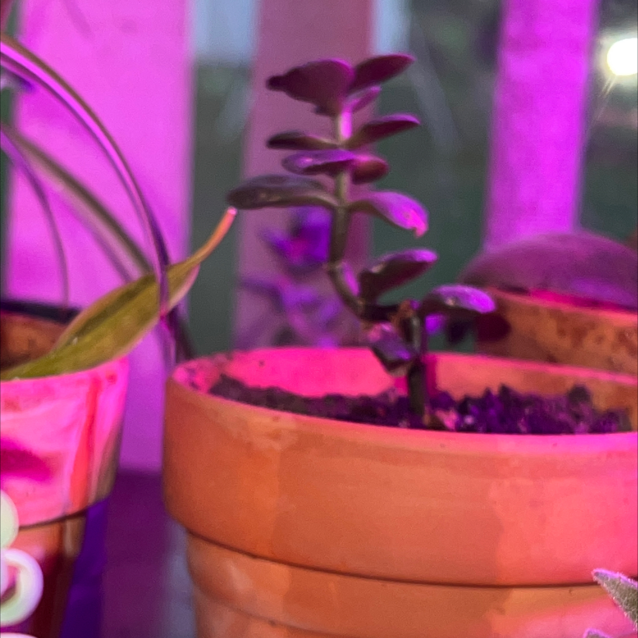 Lucky Plant plant photo by @R_L15748 named Jade 30mL/1oz. on Greg, the plant care app.