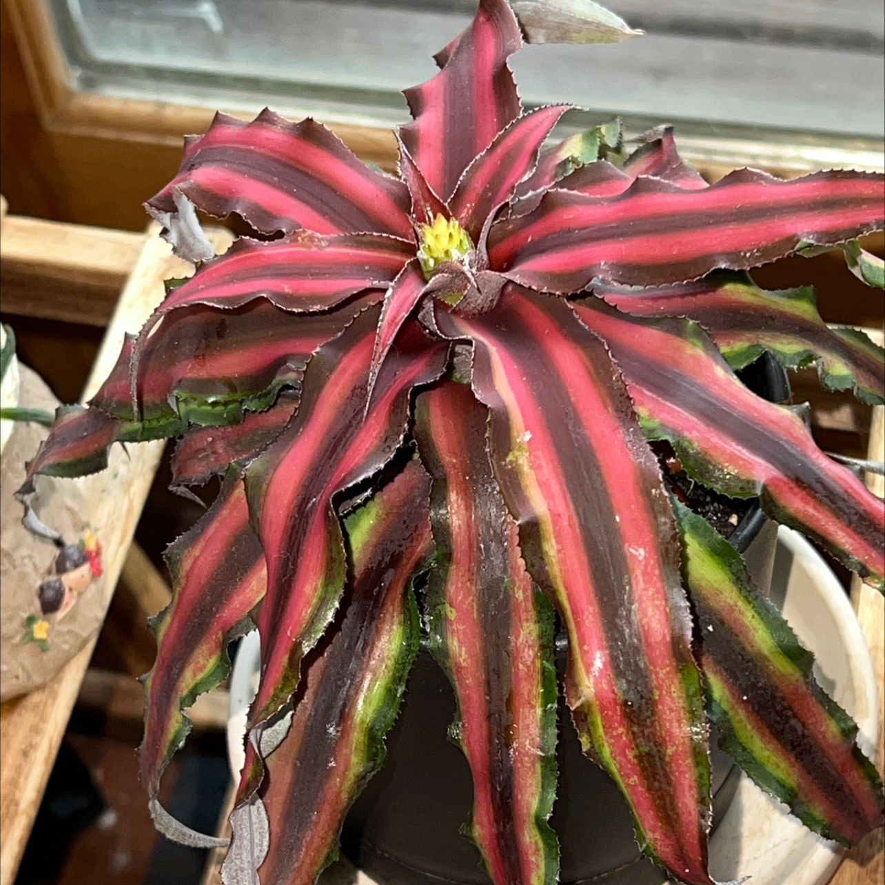 Earth Stars plant photo by @R_L15748 named Ruby 118mL/4oz . on Greg, the plant care app.