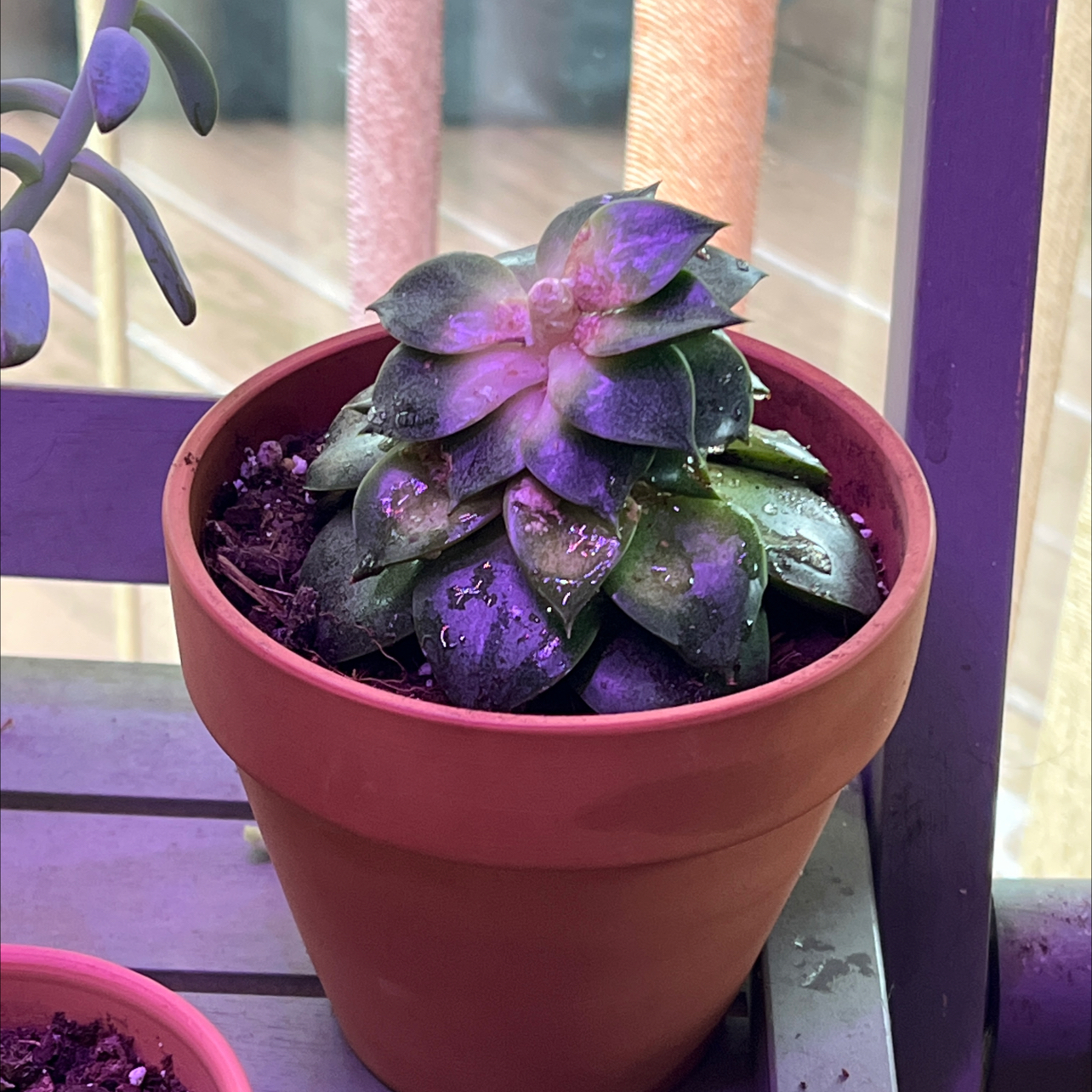 Ghost Plant plant photo by @R_L15748 named Chumbly 94mL/3.17oz. on Greg, the plant care app.