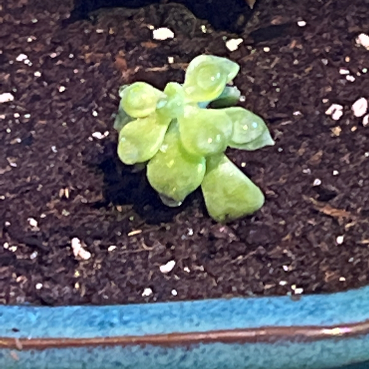 Echeveria Elegans plant photo by @R_L15748 named Lil’ Guy 23 on Greg, the plant care app.