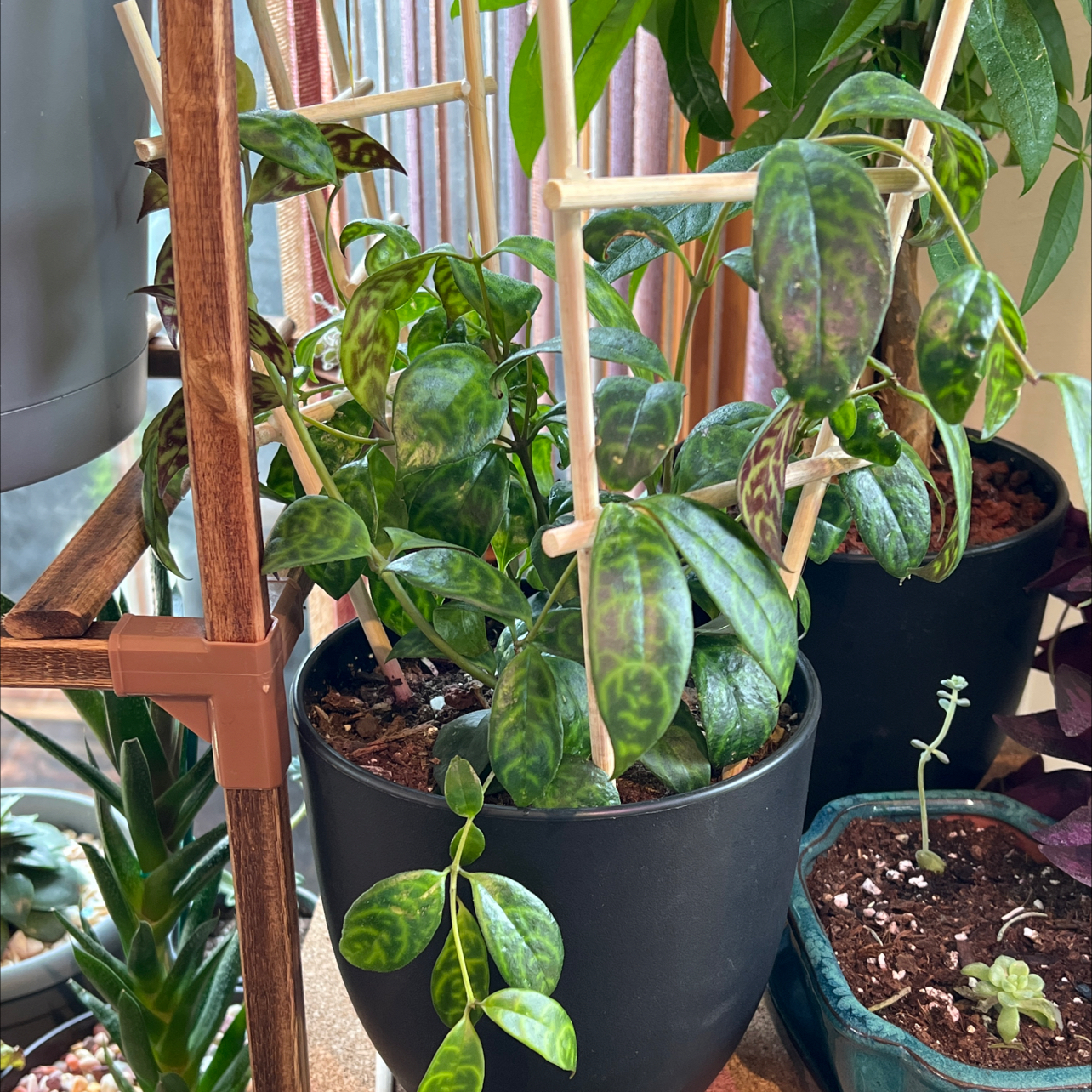Black Pagoda Lipstick Plant in a black pot with healthy green variegated leaves.
