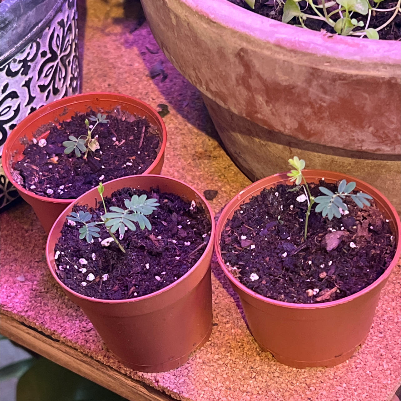 Sensitive Plant plant photo by @R_L15748 named Elmo 23mL/.77oz on Greg, the plant care app.