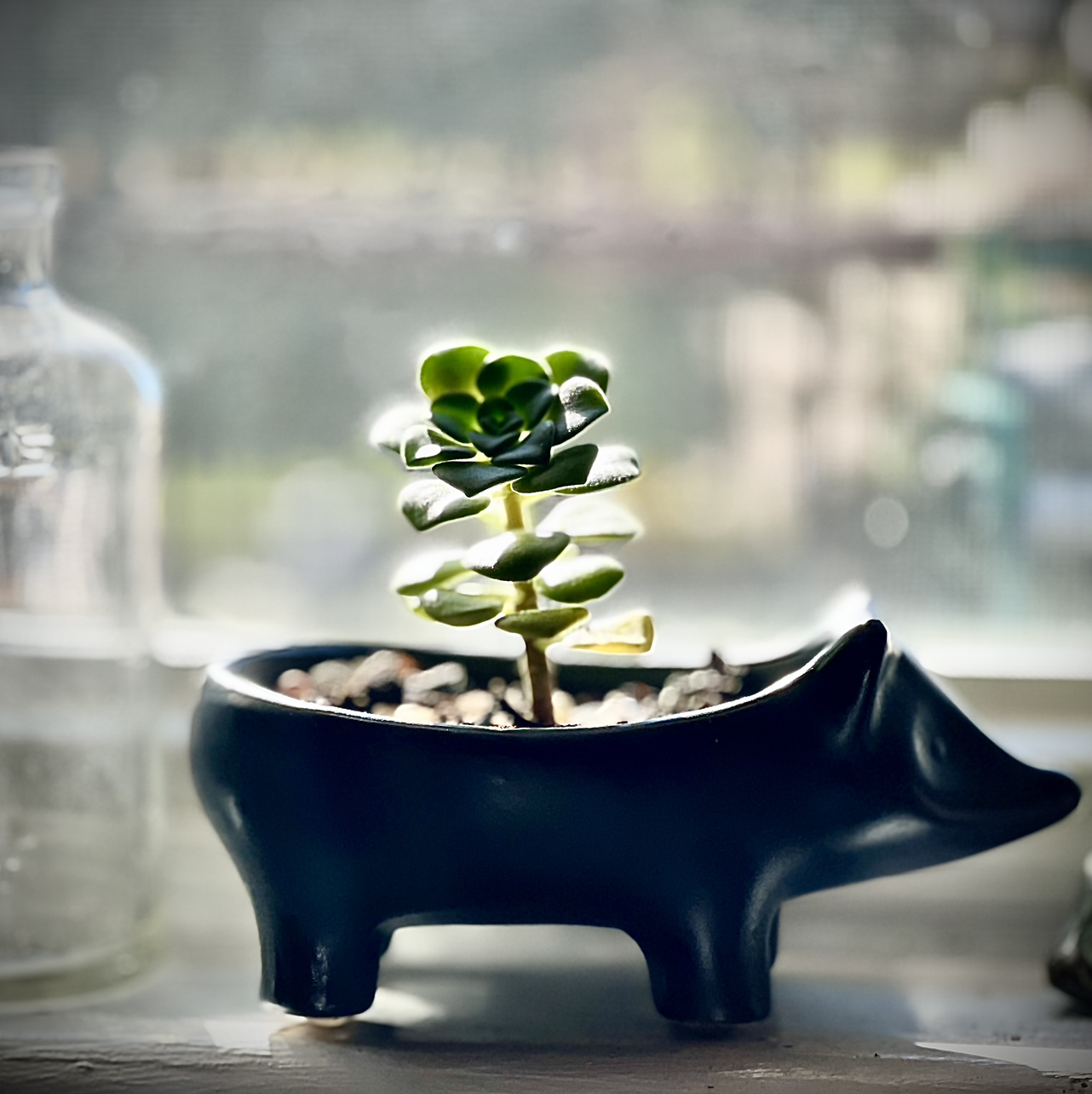 Aeonium 'Lily Pad' succulent in a decorative animal-shaped pot with green leaves.