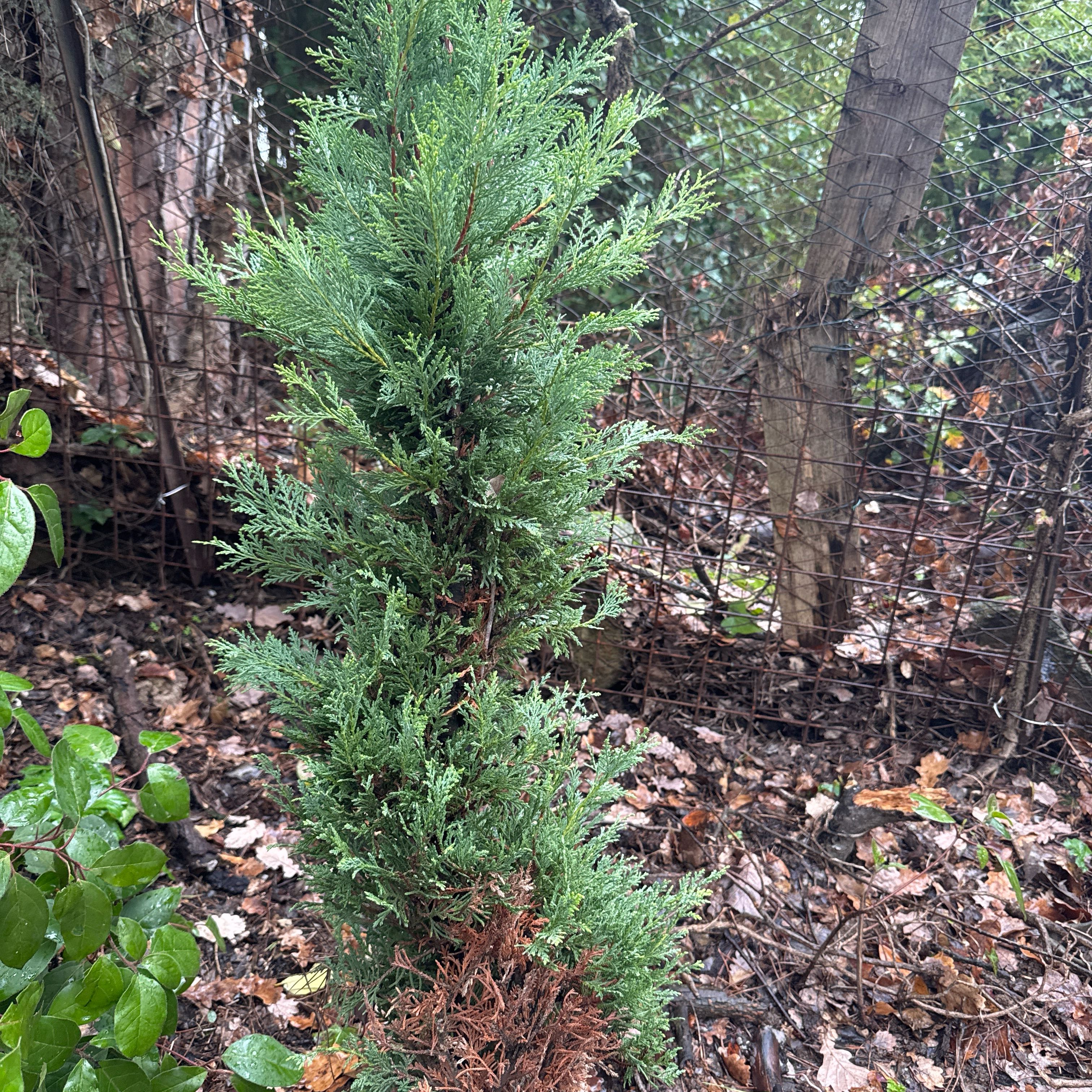 Photo of the plant species Bastard Cedar by @ZestyKaramu13 named Robert Plant on Greg, the plant care app