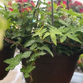 Photo of the plant species Asterisk Ivy by @CleverTobacco36 named Emerson on Greg, the plant care app