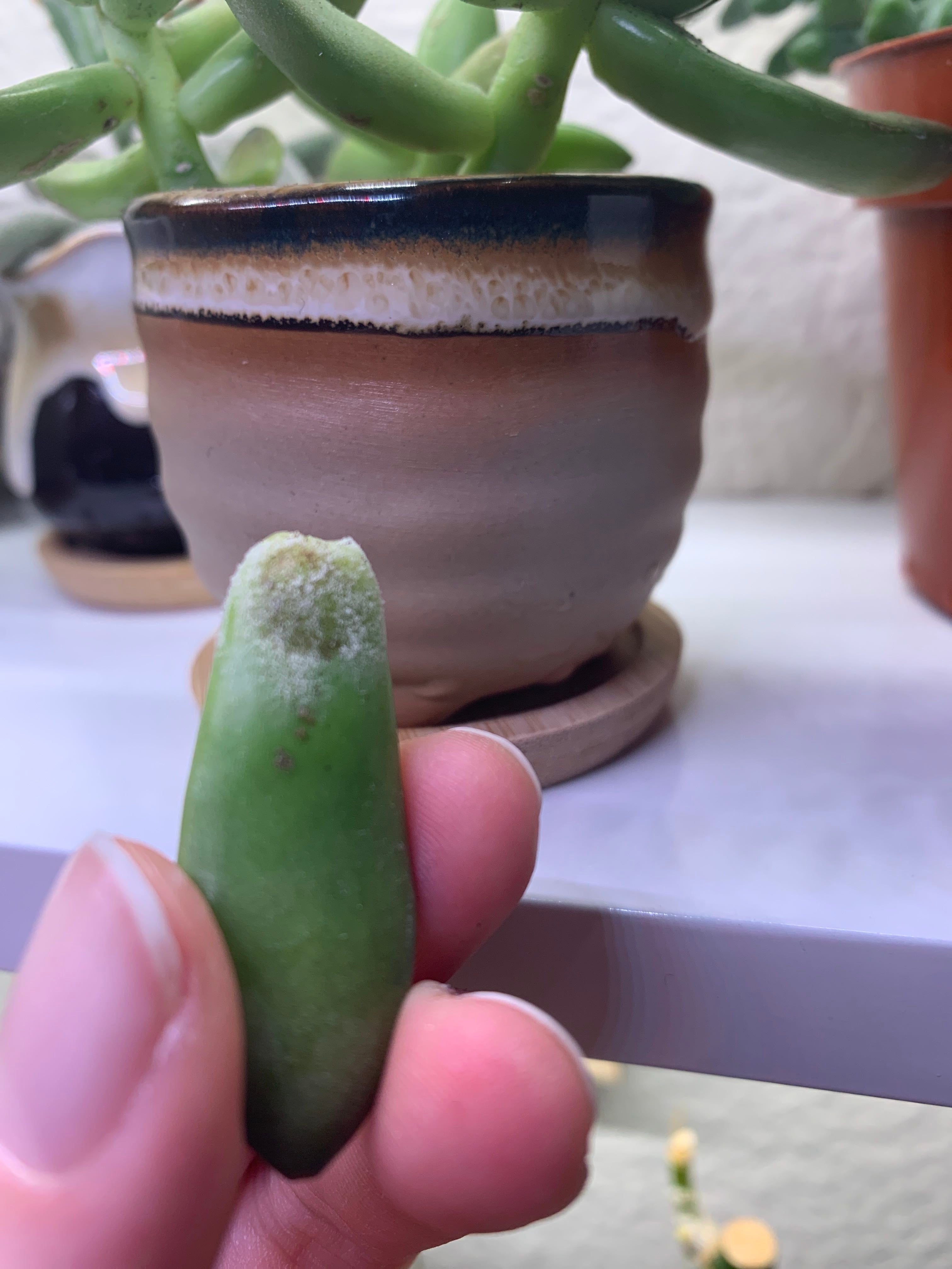 🌾 Ornamental Grasses Hardiness Zones Ultimate