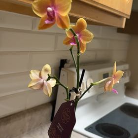 Photo of the plant species Sawfly Orchid by @BabySpiderman74 named Kendall on Greg, the plant care app