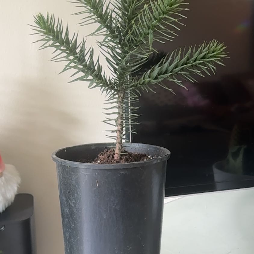 Photo of the plant species Monkey Puzzle Tree by @ProCarrot66 named Rosa on Greg, the plant care app