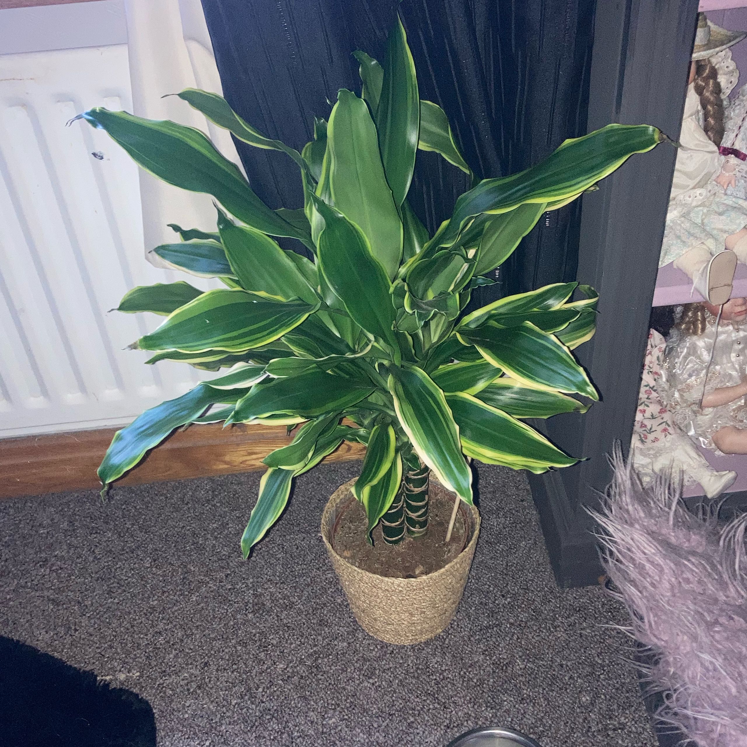Photo of the plant species Dracaena Cintho by @FunAjídulce15 named Cynthia on Greg, the plant care app