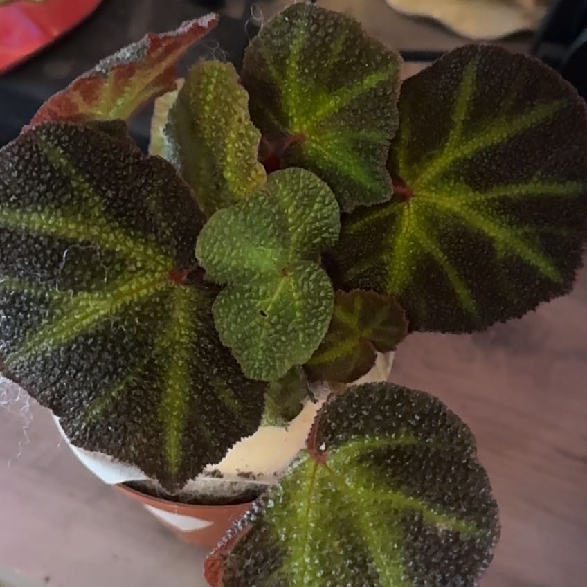 Photo of the plant species Begonia Variegated by @SmoothBarley29 named Doja Cat on Greg, the plant care app