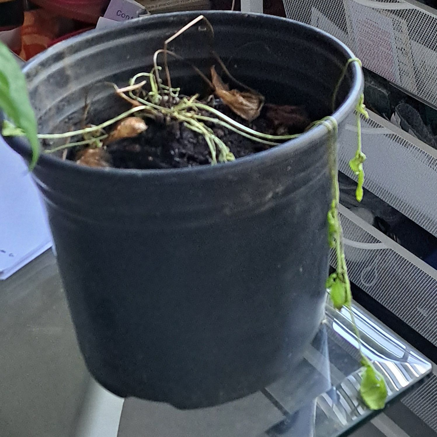 Photo of the plant species Common Valerian by @SvelteLychee named Mollie on Greg, the plant care app