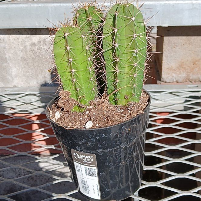 Photo of the plant species Lemaireocereus chende by @LiterateAnise38 named Einstein on Greg, the plant care app