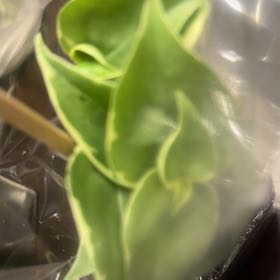 Photo of the plant species Dalmatian Toadflax by @ChipperEncina7 named Khaleesi on Greg, the plant care app