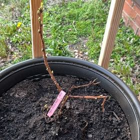 Photo of the plant species Fall Gold Raspberry by @Wardolly named Tupot on Greg, the plant care app